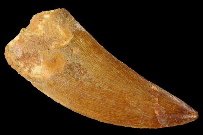 Serrated, Carcharodontosaurus Tooth - Real Dinosaur Tooth #169688